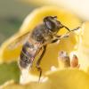 Eristalis tenax